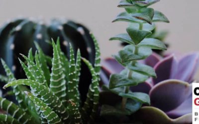 Why office plants are key